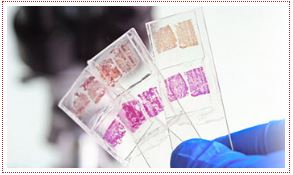 Noble Diagnostics(Thana)