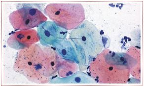 Noble Diagnostics(Thana)